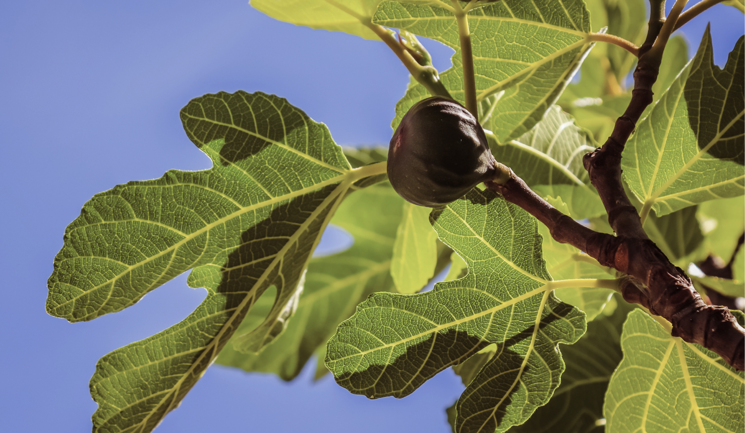 Fruits and Vegetables to Grow in a DroughtTolerant Garden